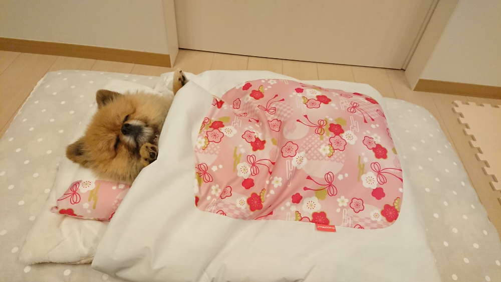 癒しのわんちゃん画像3選 犬用のお布団に包まれて 幸せそうに寝る子犬が可愛すぎ Citrus シトラス
