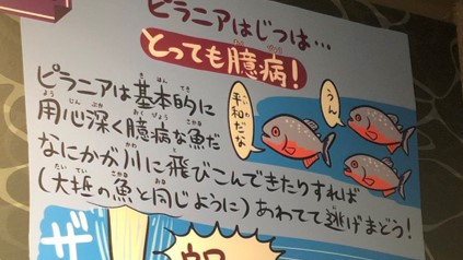 しながわ水族館のピラニアの解説がじわじわくるww ツイナビ