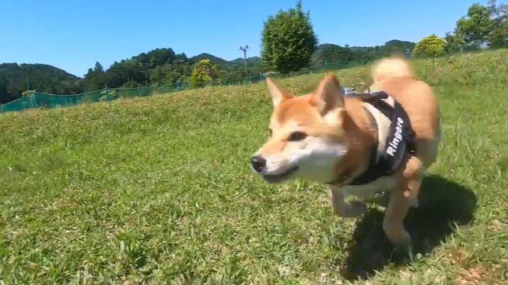 数ヶ月ドッグランを自粛した柴犬の走りっぷりがコチラ ツイナビ