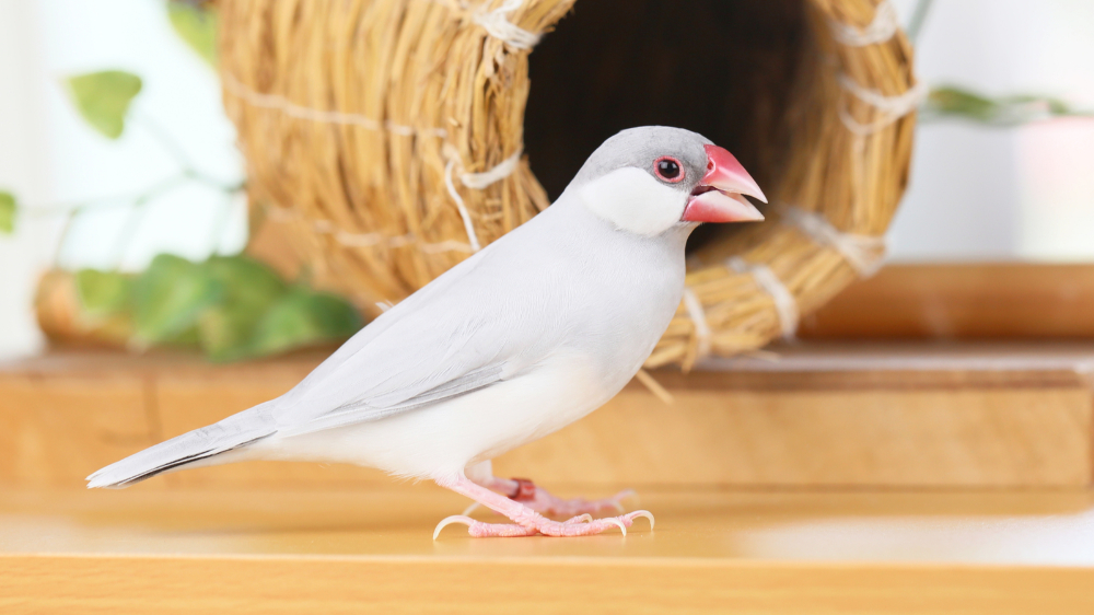 一緒に遊んだ小学生を探し続ける文鳥 探している場所が可愛すぎるんだがｗ ツイナビ