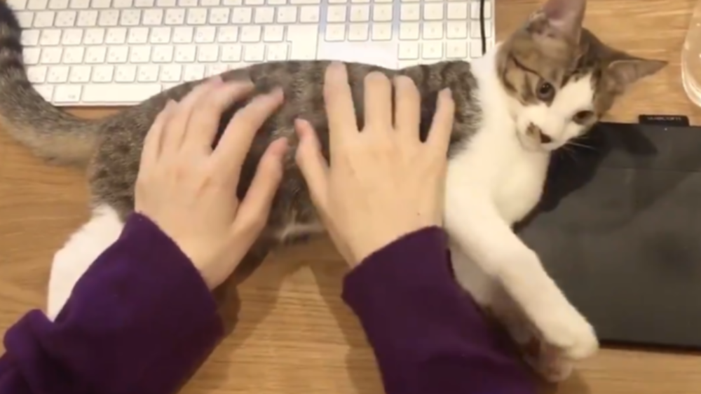 全世界のキーボードをこれにしよう 猫のお腹をひたすらタイピングし続ける動画が話題に ツイナビ