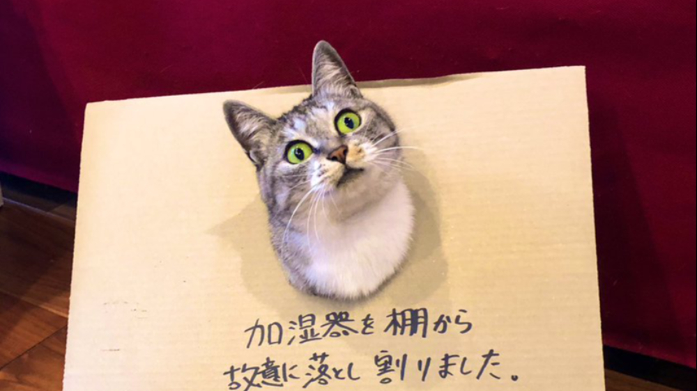 加湿器を棚から故意に落とした猫のドヤ顔が可愛すぎる 癒される猫画像3選 ツイナビ