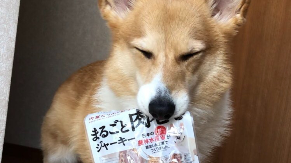 美味しかった 目で喜びを表すワンちゃんが可愛すぎる 癒しの犬画像3選 ツイナビ