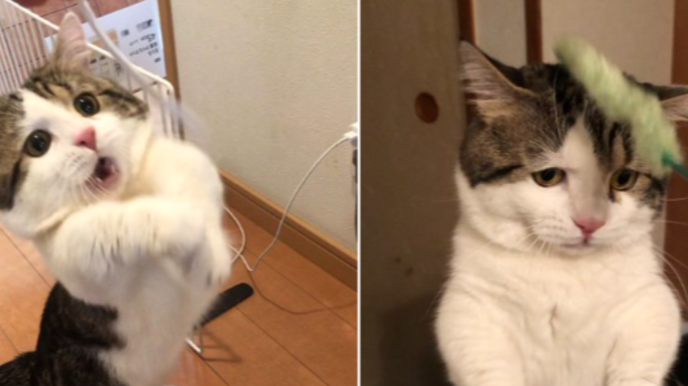 表情豊かすぎ 可愛らしい猫ちゃんの画像3選 ツイナビ