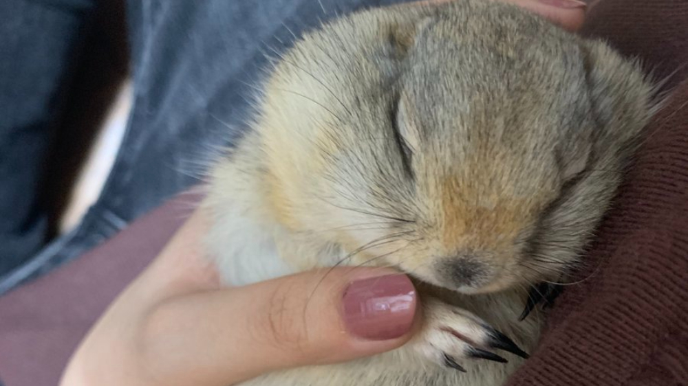 癒しの動物画像3選 抱っこした瞬間スヤァ 留守番が寂しかったリスが可愛すぎる ツイナビ