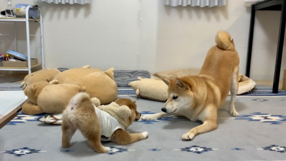 これは見もの 可愛い 可愛いの戦い 癒される犬画像3選 ツイナビ