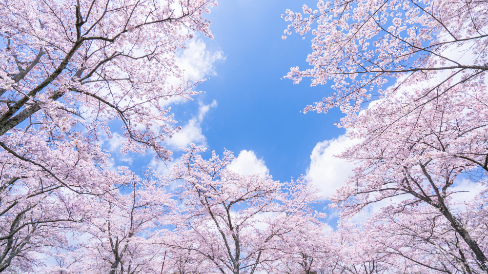 外国人が直面する Amp Quot 花が枯れる Amp Quot の表現多すぎ問題 日本語の表現の豊かさに改めて気づかされると話題 ツイナビ