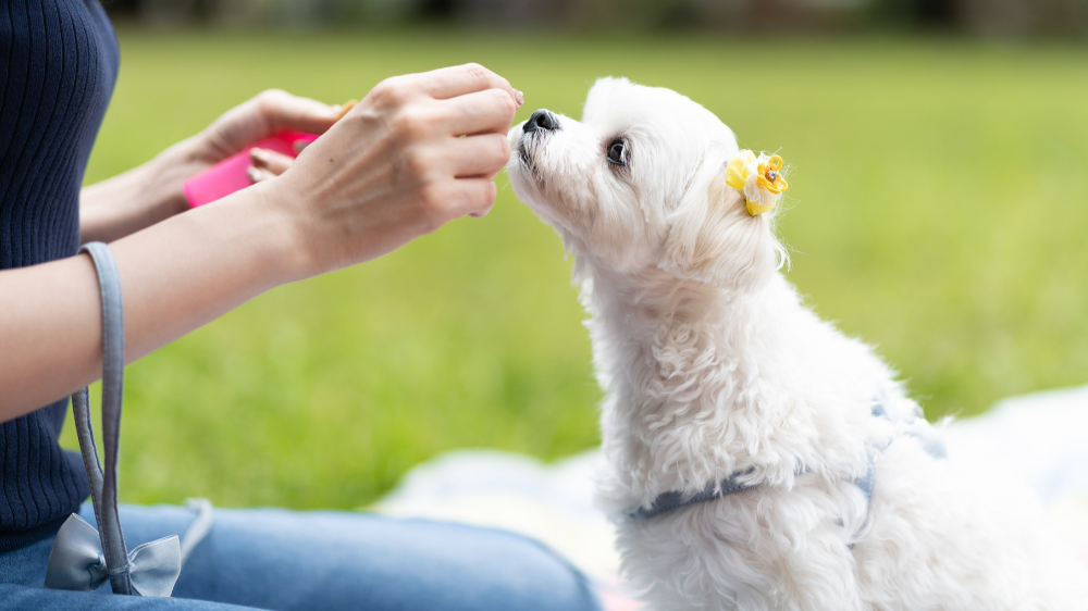犬はブドウを食べても大丈夫？